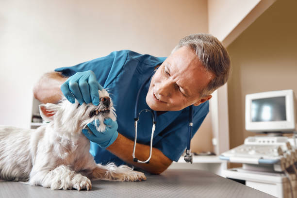 Best Weekend Emergency Dentist in Appomattox, VA